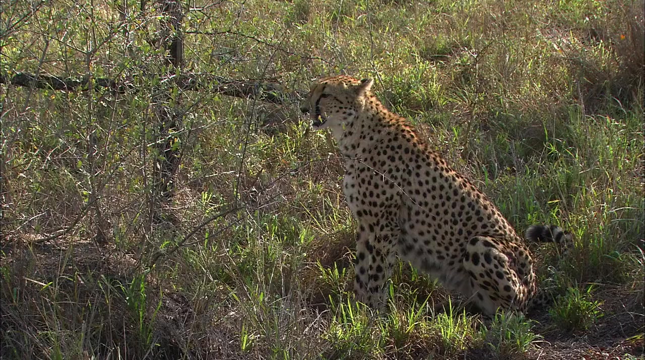Africa's Super Seven screenshot 1