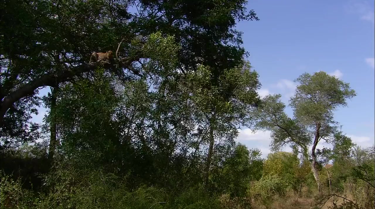 Africa's Super Seven screenshot 2