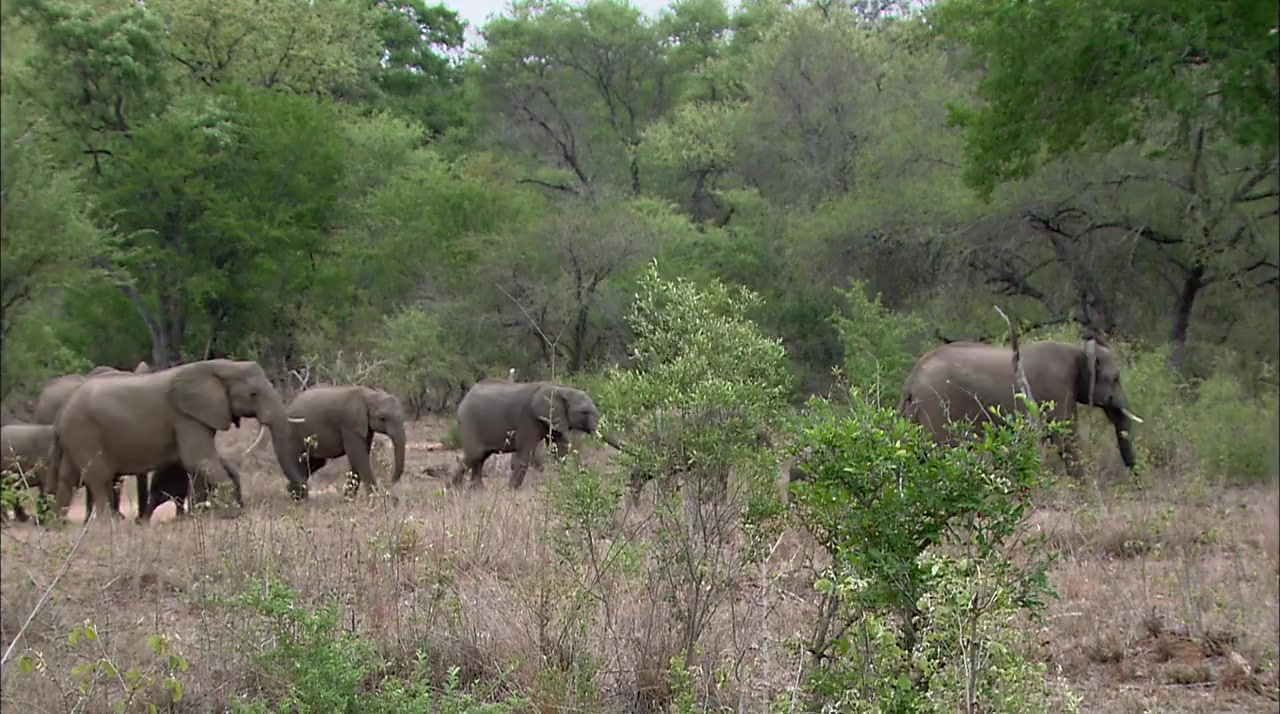 Africa's Super Seven screenshot 3