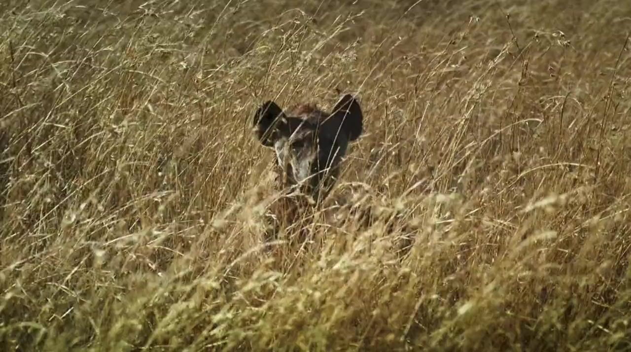 Against the Wild 2: Survive the Serengeti screenshot 1