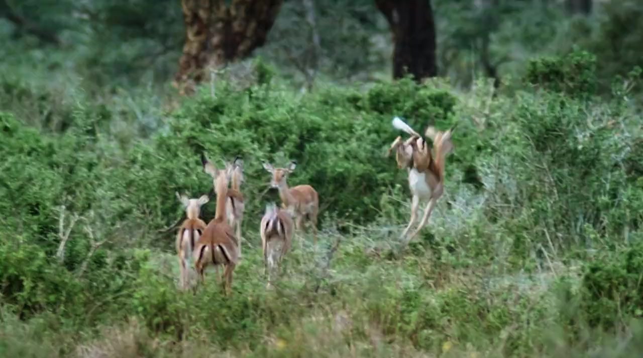 Against the Wild 2: Survive the Serengeti screenshot 2