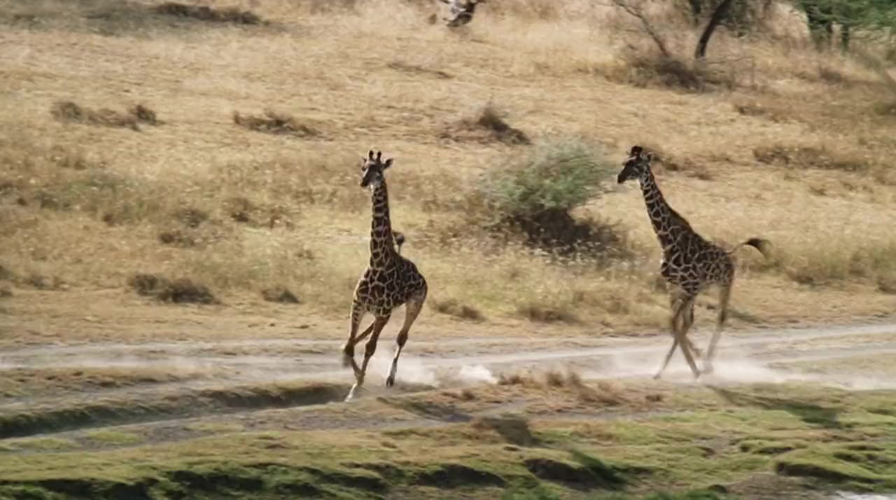 Against the Wild 2: Survive the Serengeti screenshot 3