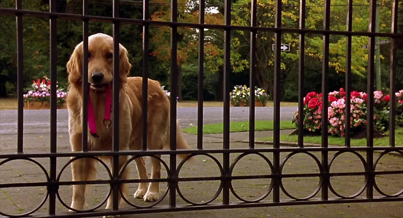 Air Bud 3: World Pup screenshot 2