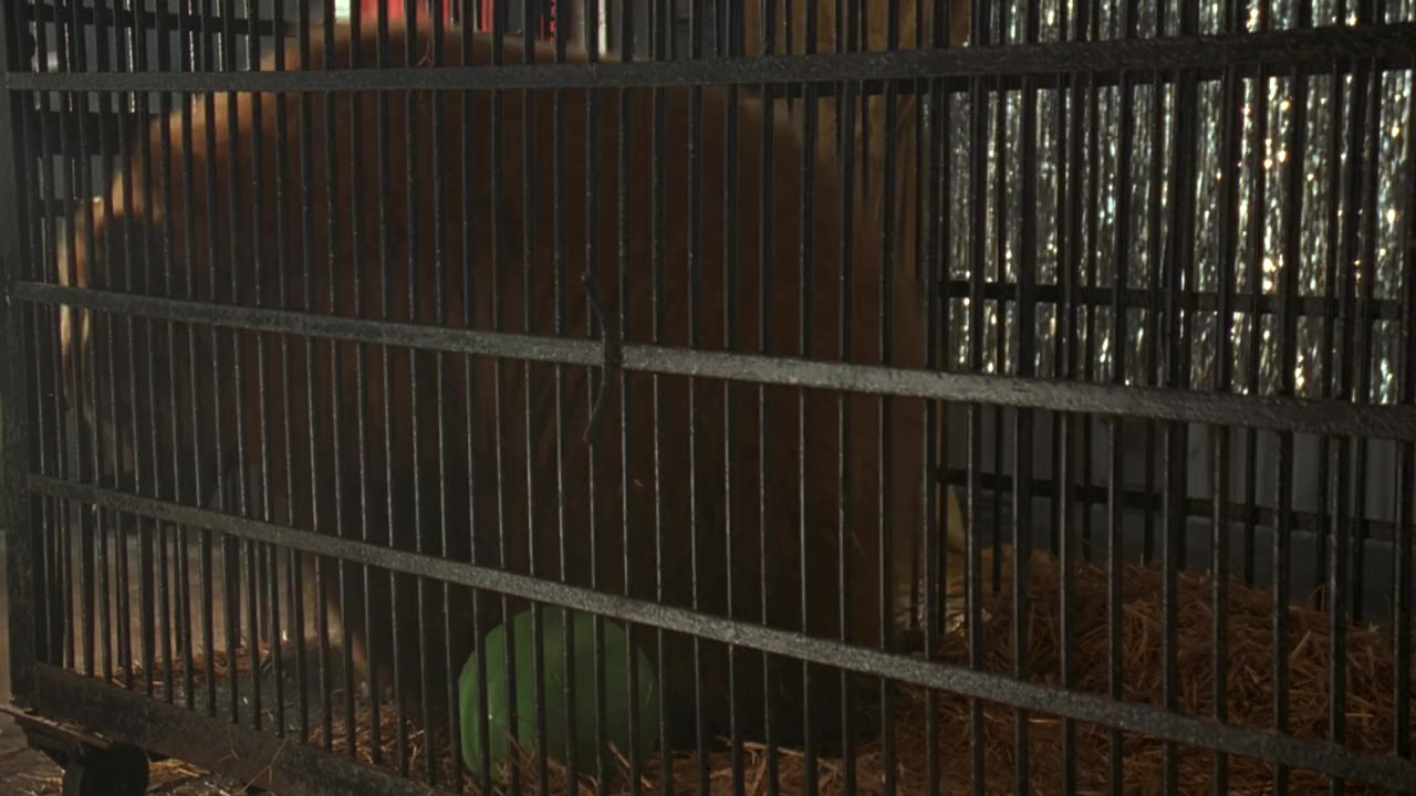 Air Bud: Golden Receiver screenshot 3