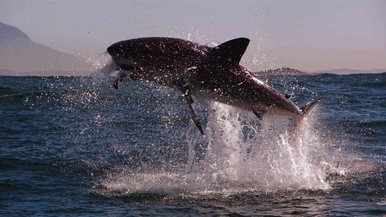 Air Jaws Top Guns screenshot 1