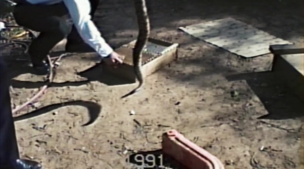 Alabama Snake screenshot 3
