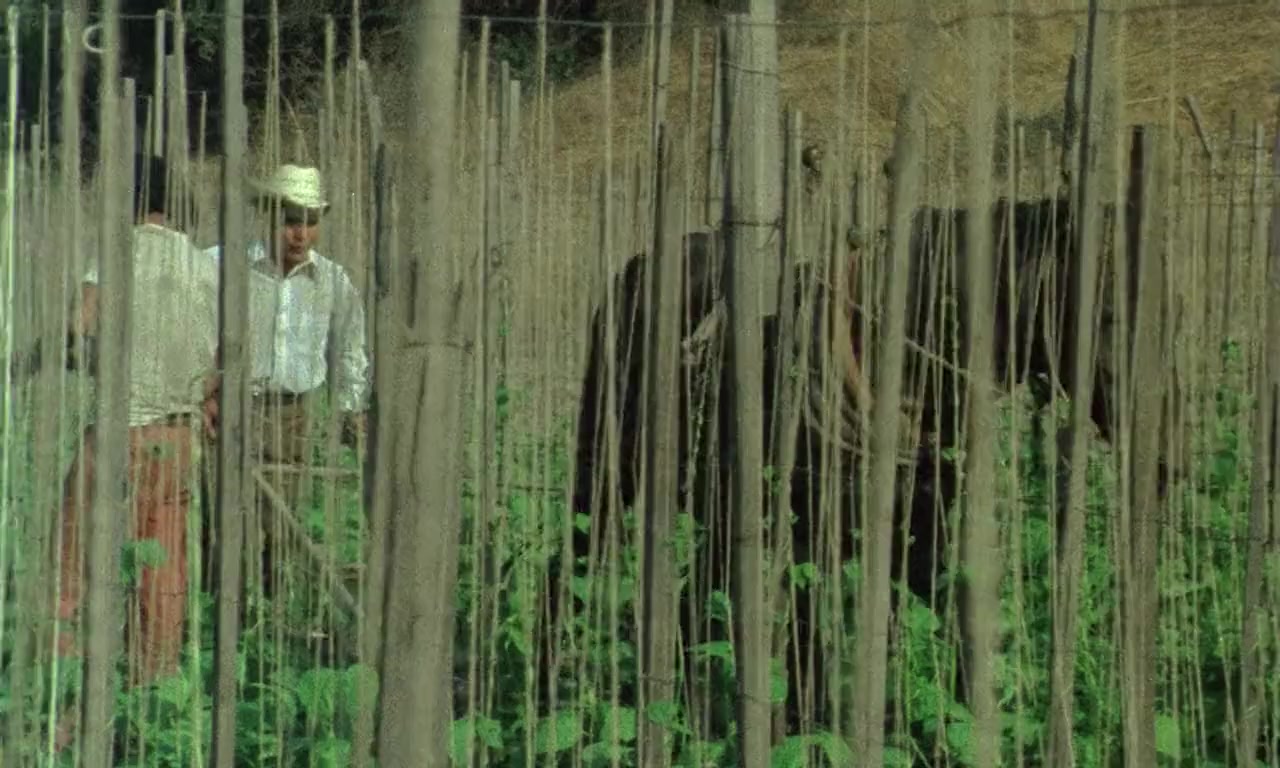 Alambrista! screenshot 2