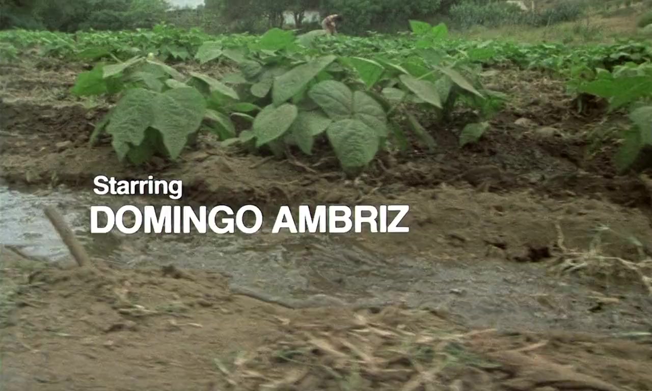 Alambrista! screenshot 3
