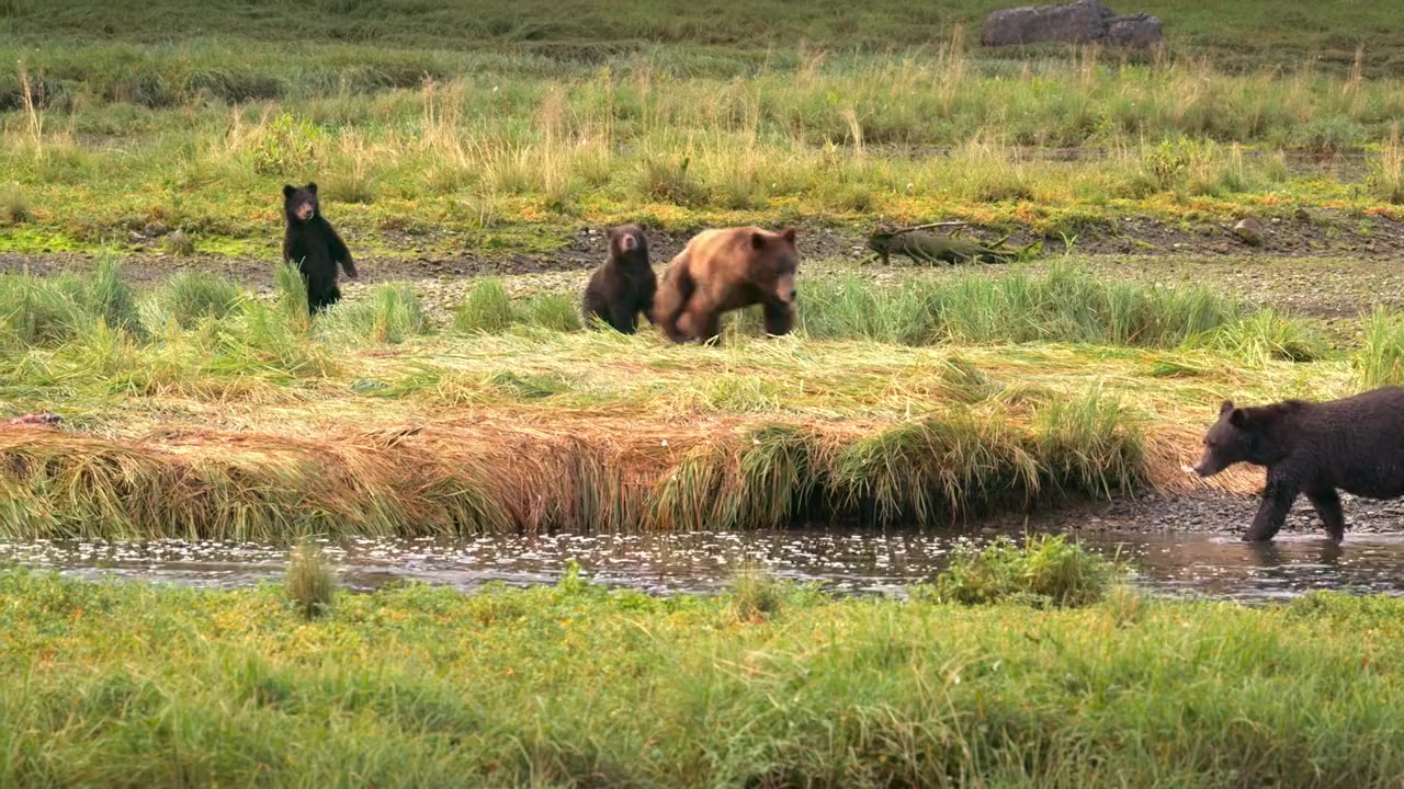 Alaskan Summer screenshot 1