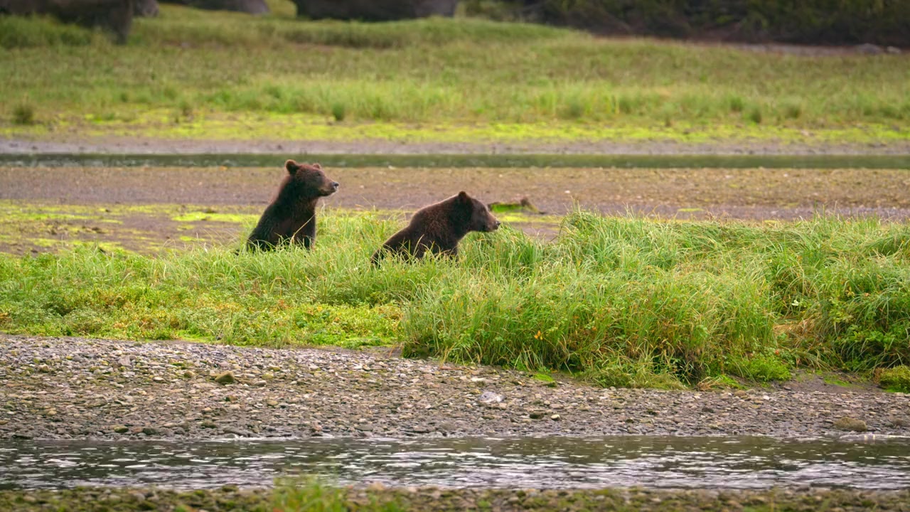 Alaskan Summer screenshot 2
