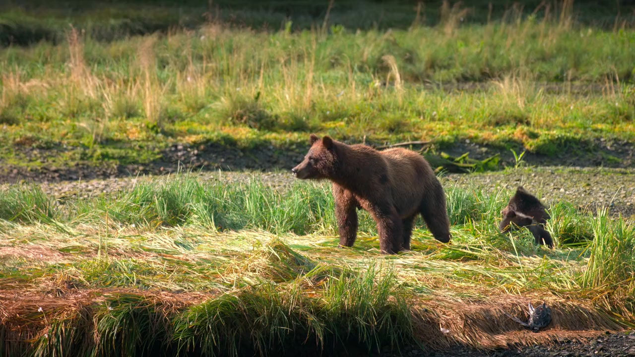 Alaskan Summer screenshot 3