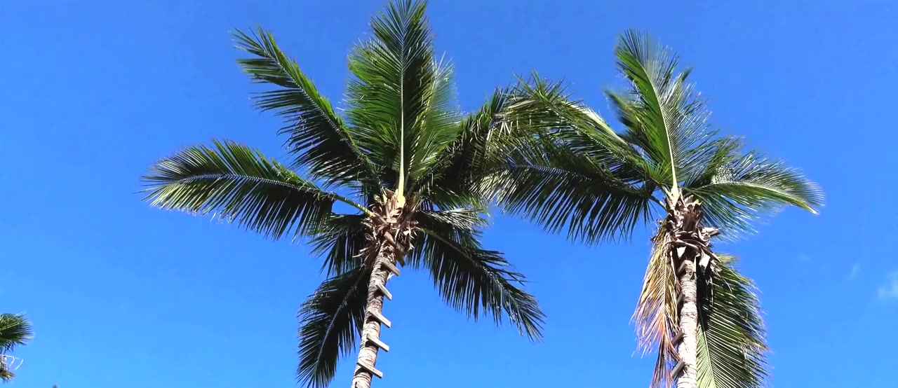 Jaws of Los Angeles screenshot 1