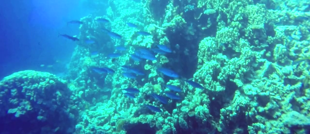 Jaws of Los Angeles screenshot 3