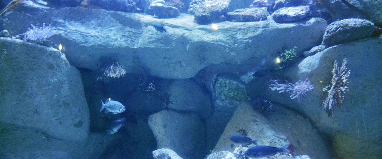 Aquarium of the Dead screenshot 2