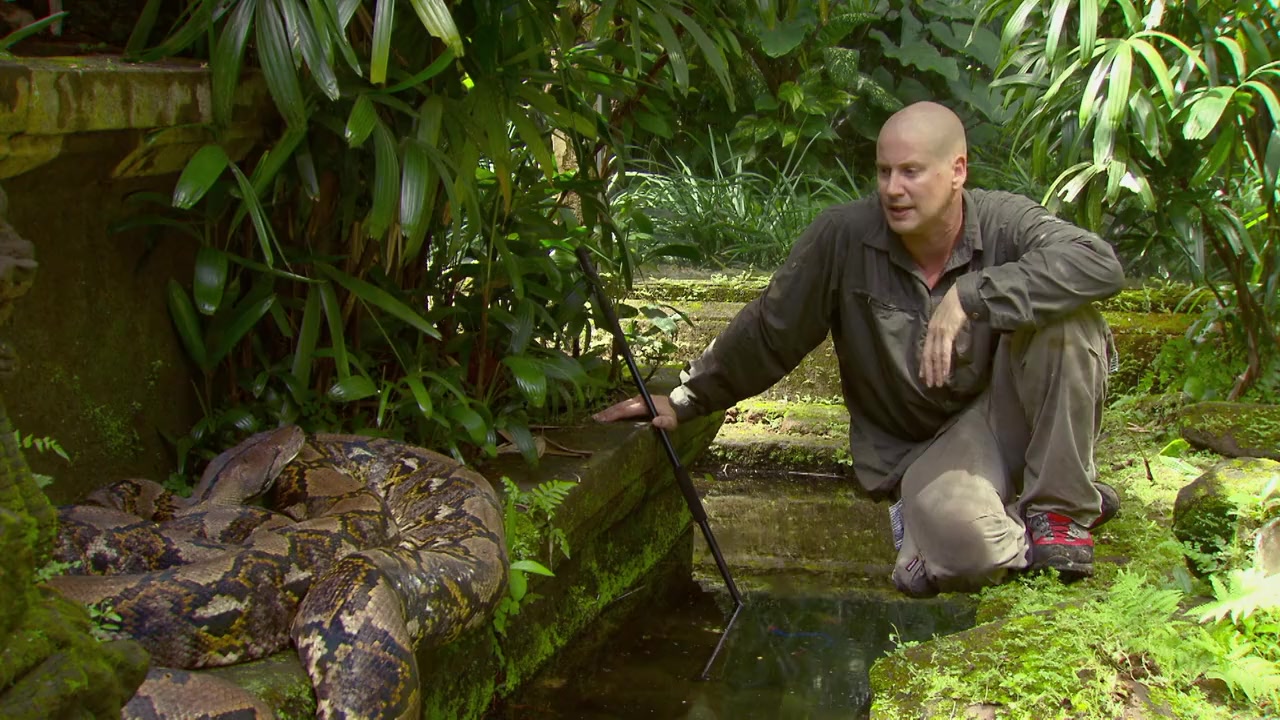 Asia's Deadliest Snakes screenshot 2
