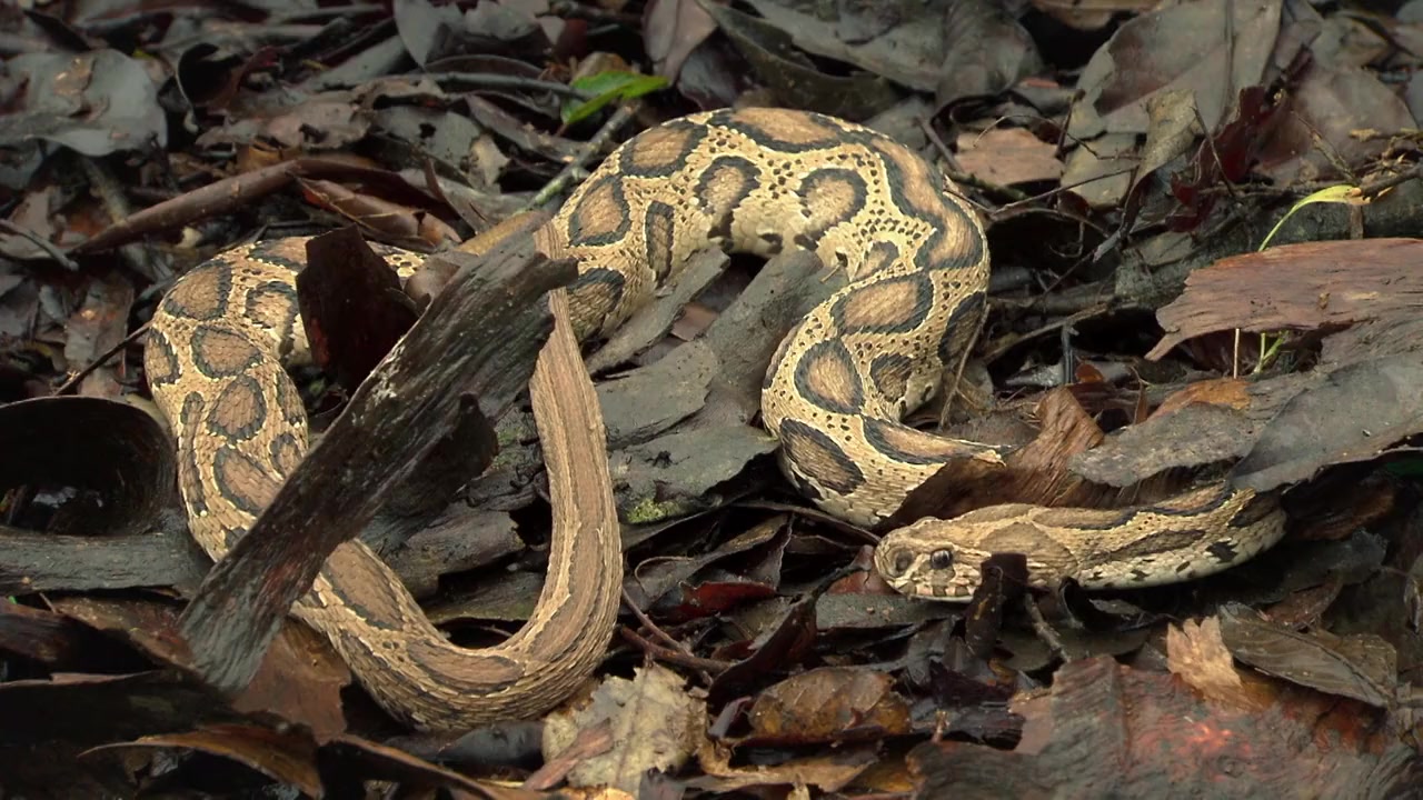 Asia's Deadliest Snakes screenshot 3