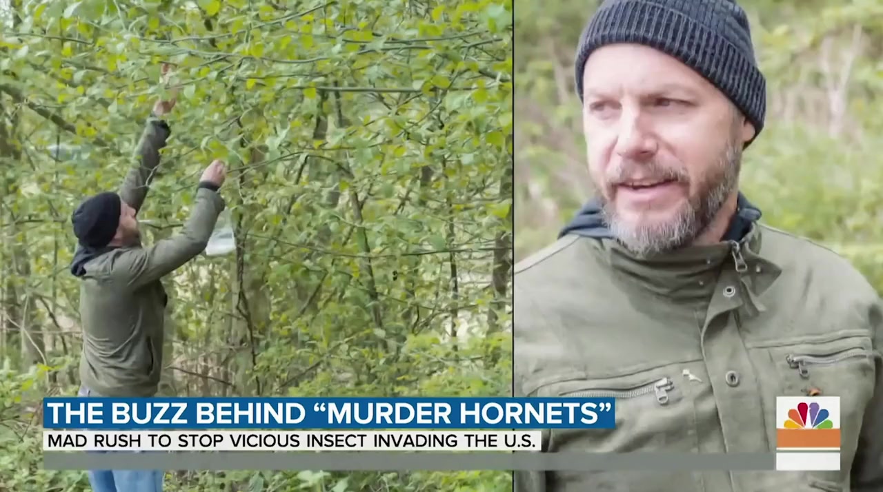 Attack of the Murder Hornets screenshot 1