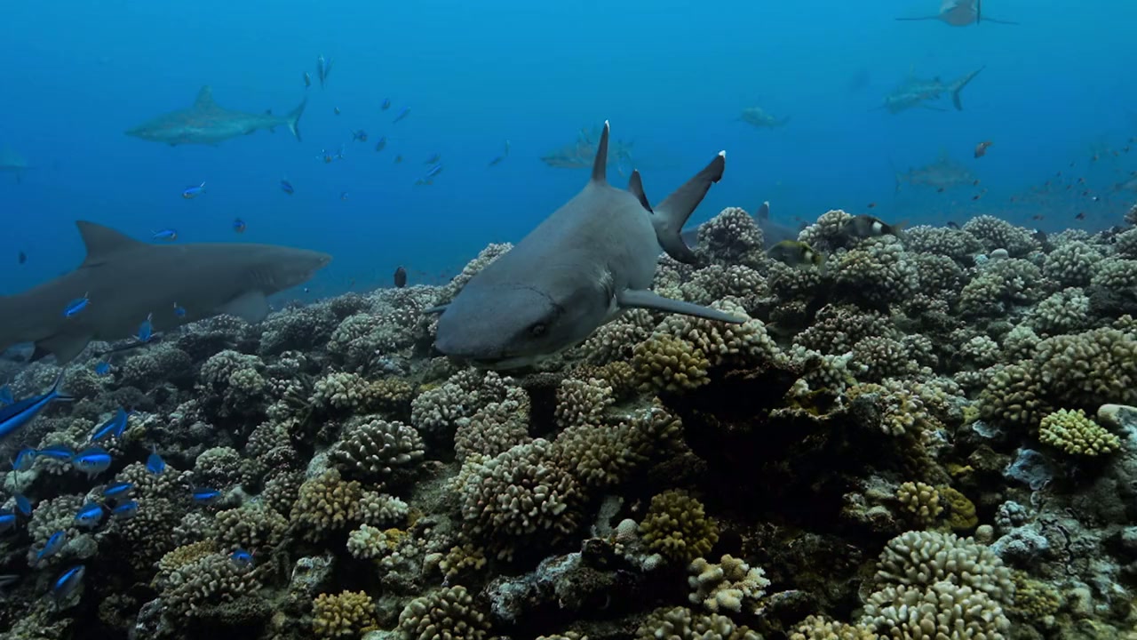 Attack of the Samurai Sharks screenshot 1