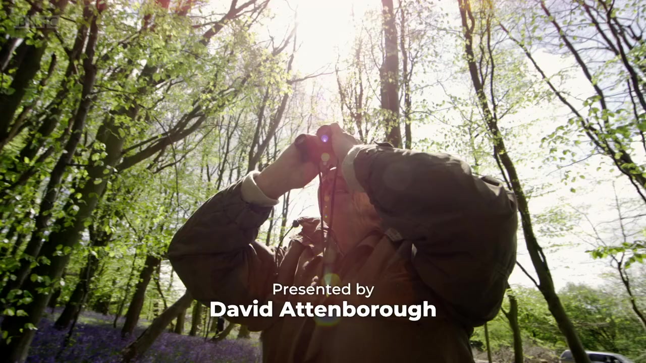 Attenborough's Wonder of Song screenshot 1