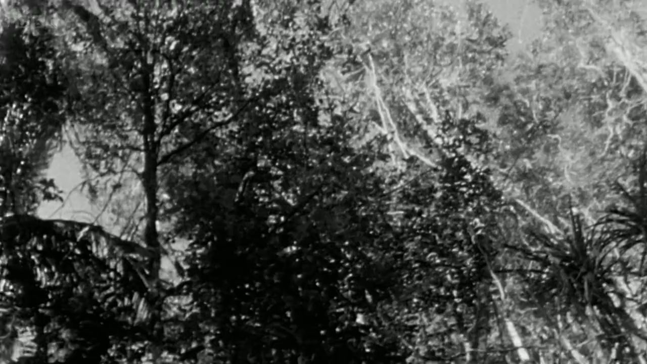 Attenborough's Wonder of Song screenshot 2