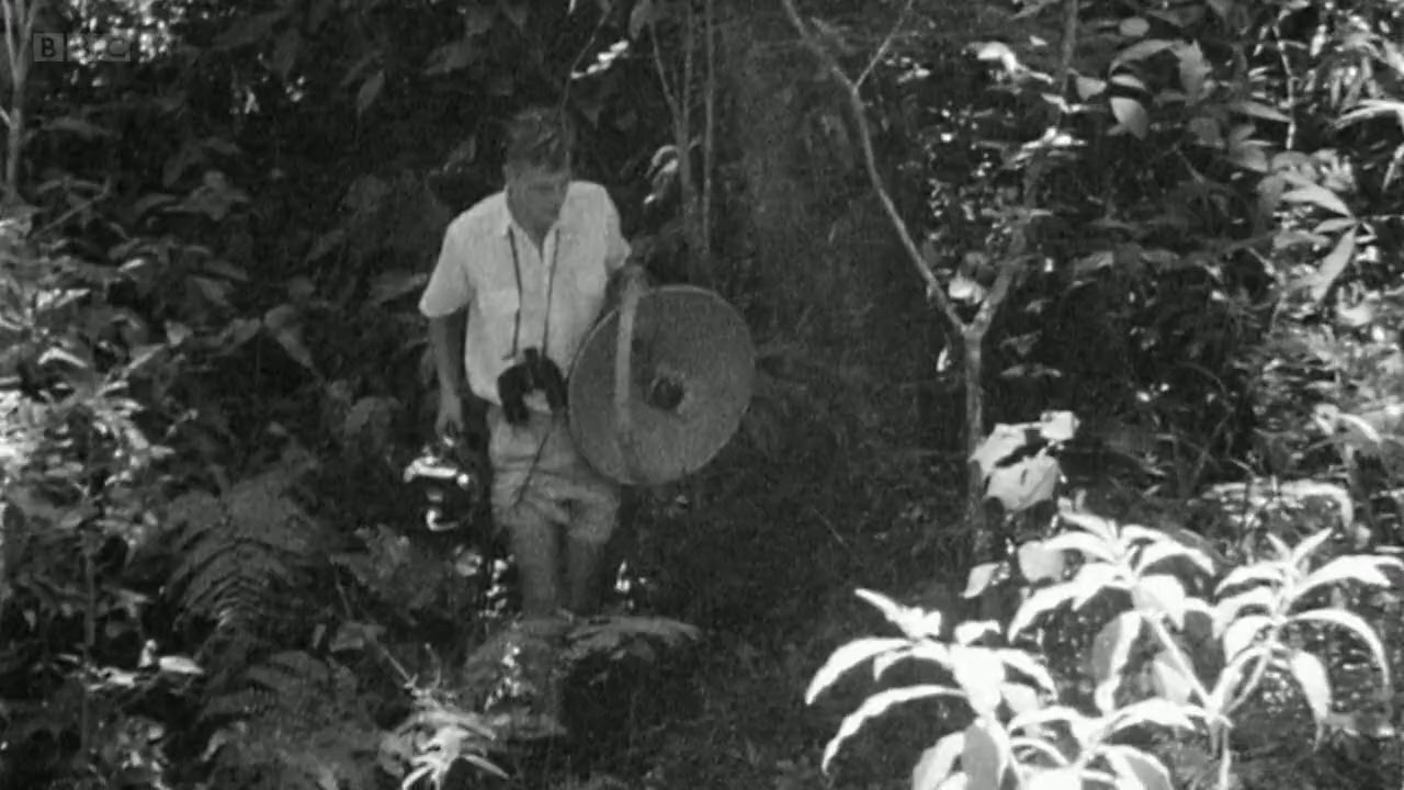 Attenborough's Wonder of Song screenshot 3