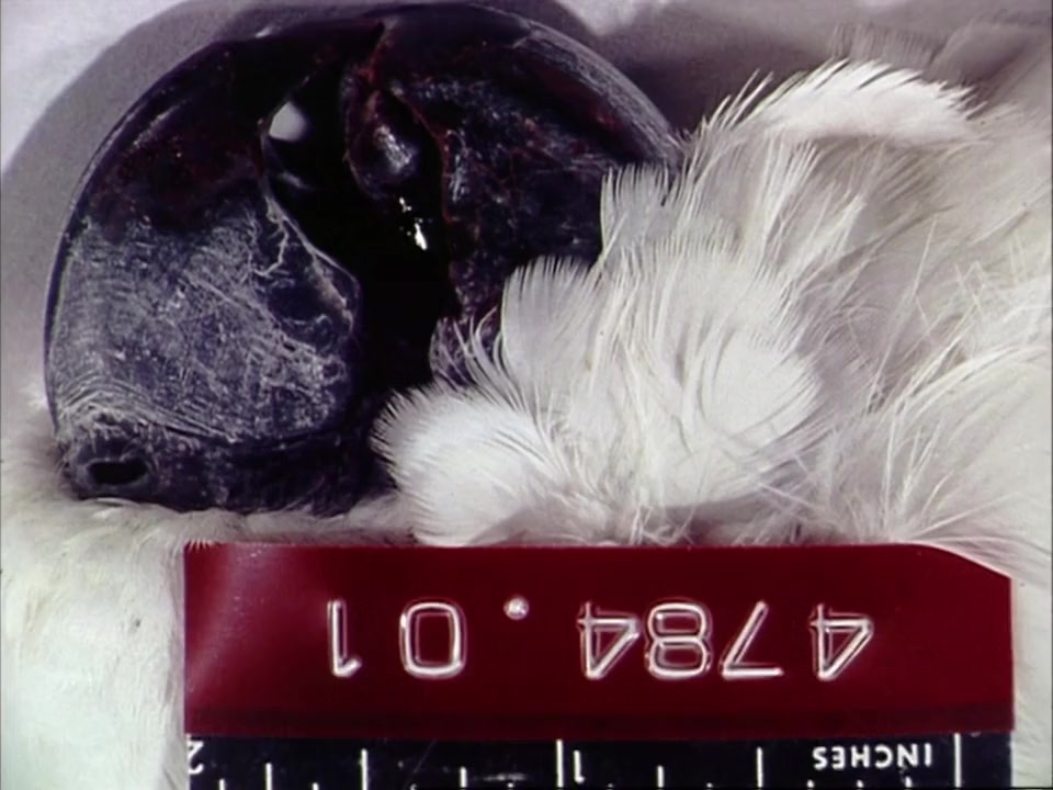Autopsy: Sex, Lies and Murder screenshot 2