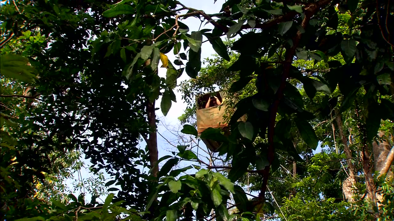 Australia: Land of Parrots screenshot 1