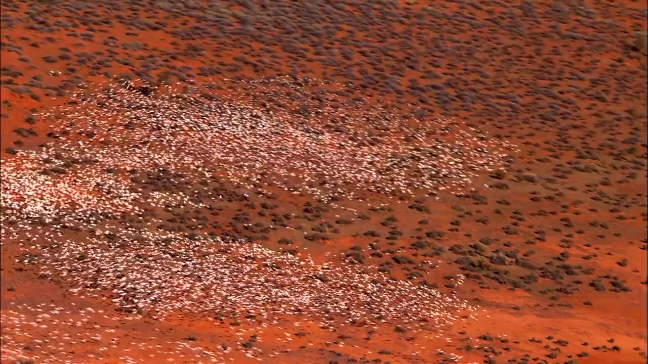 Australia: Land of Parrots screenshot 3