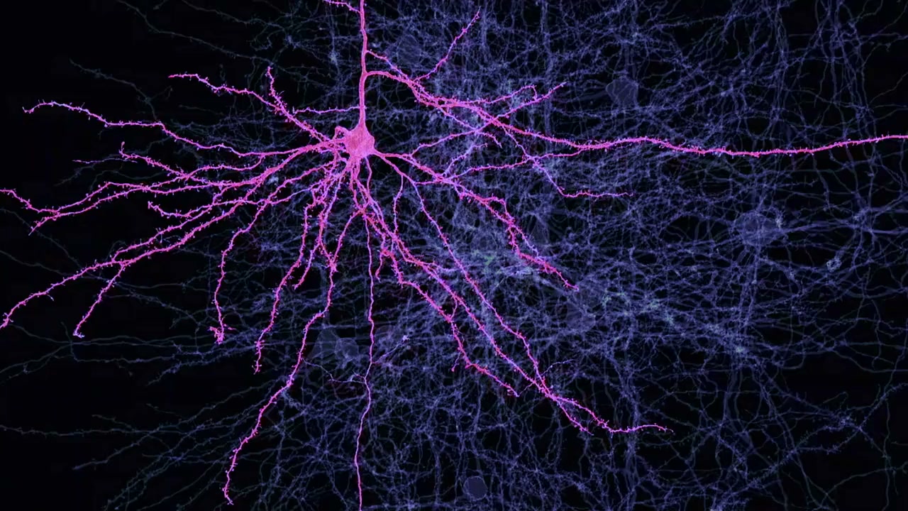 Aware: Glimpses of Consciousness screenshot 1