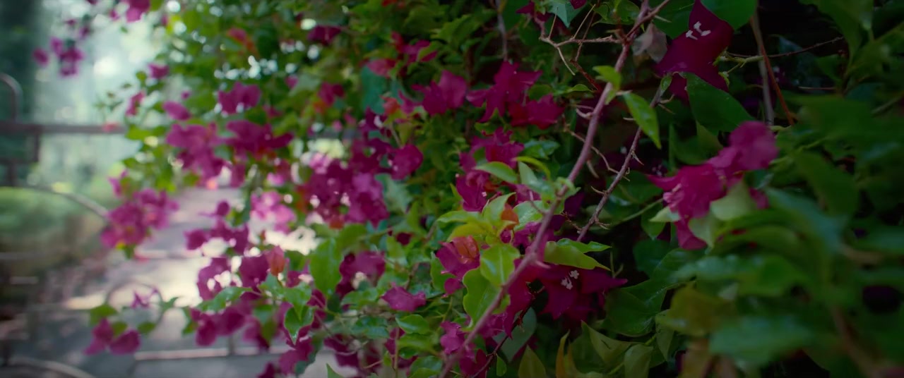 Bougainvillea screenshot 1