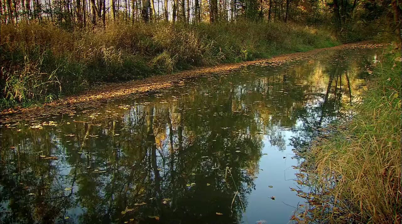 Bohemia: A Year in the Wetlands screenshot 2