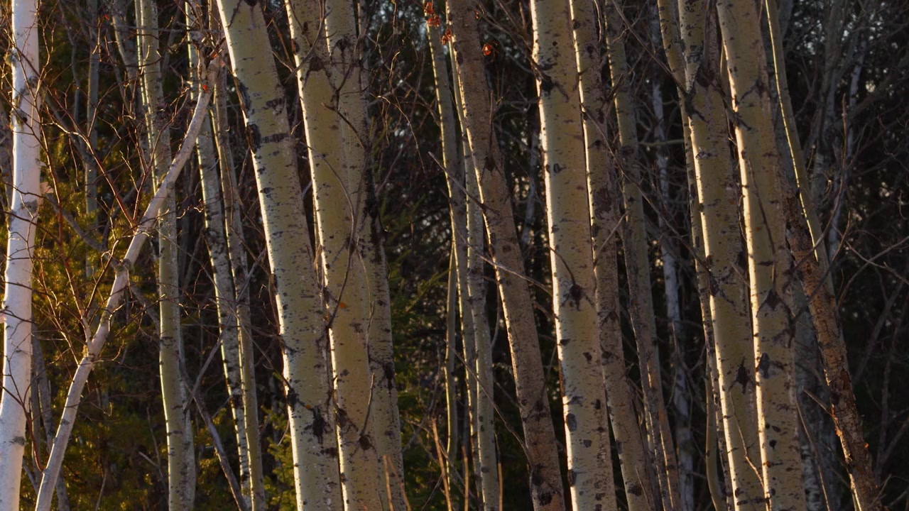 Borealis screenshot 1