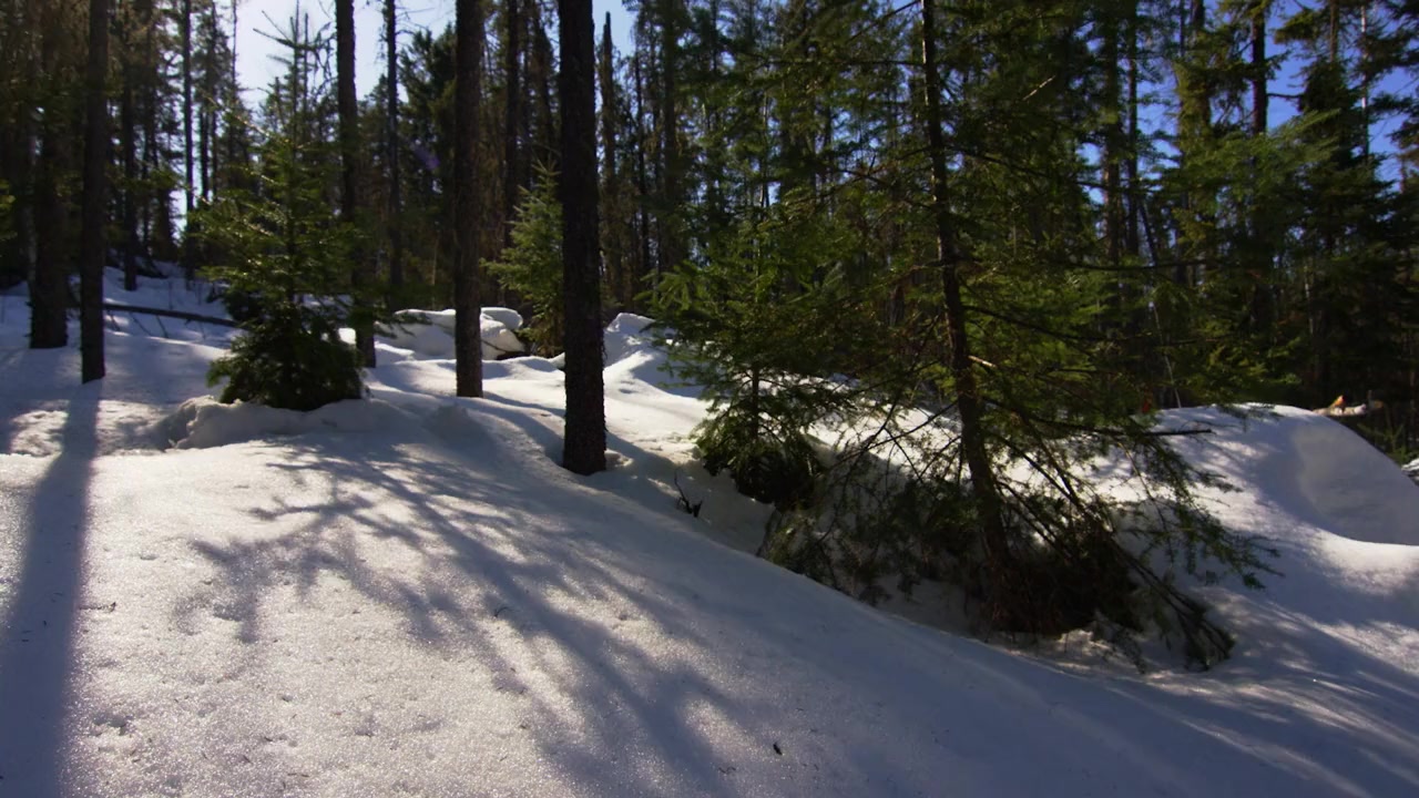 Borealis screenshot 3
