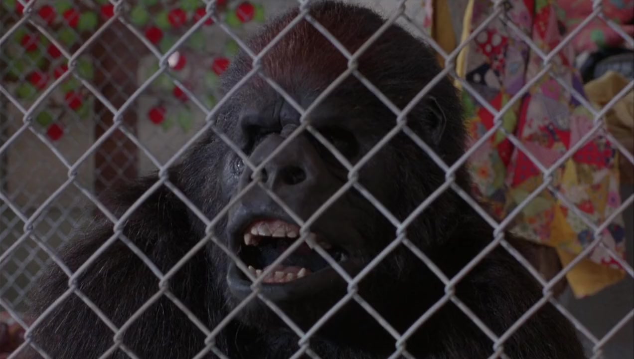 Born to Be Wild screenshot 2
