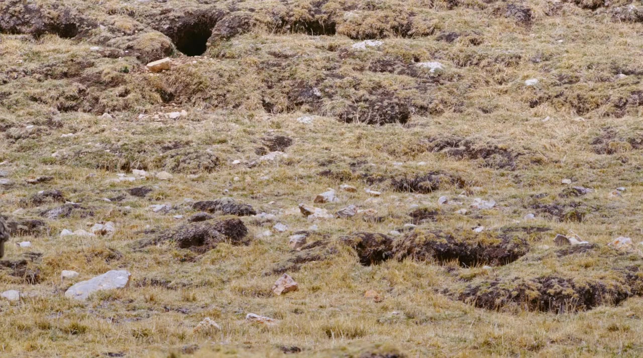 Born in China screenshot 1