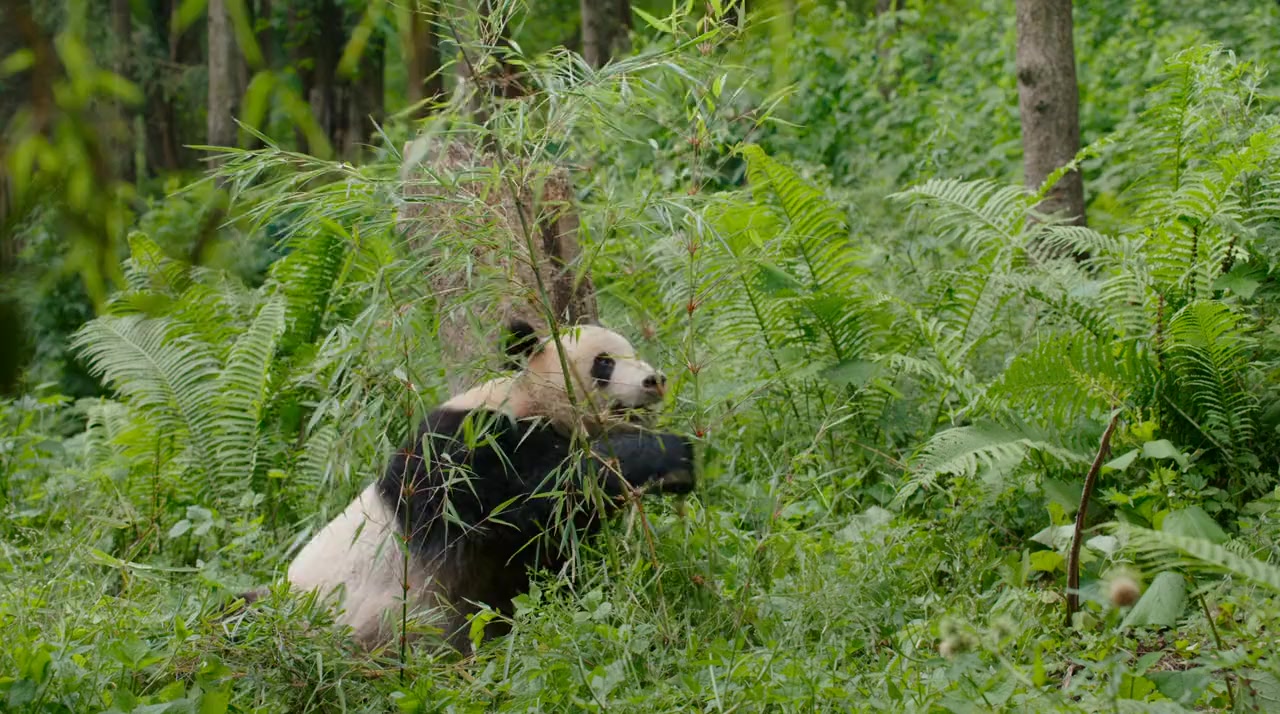 Born in China screenshot 2