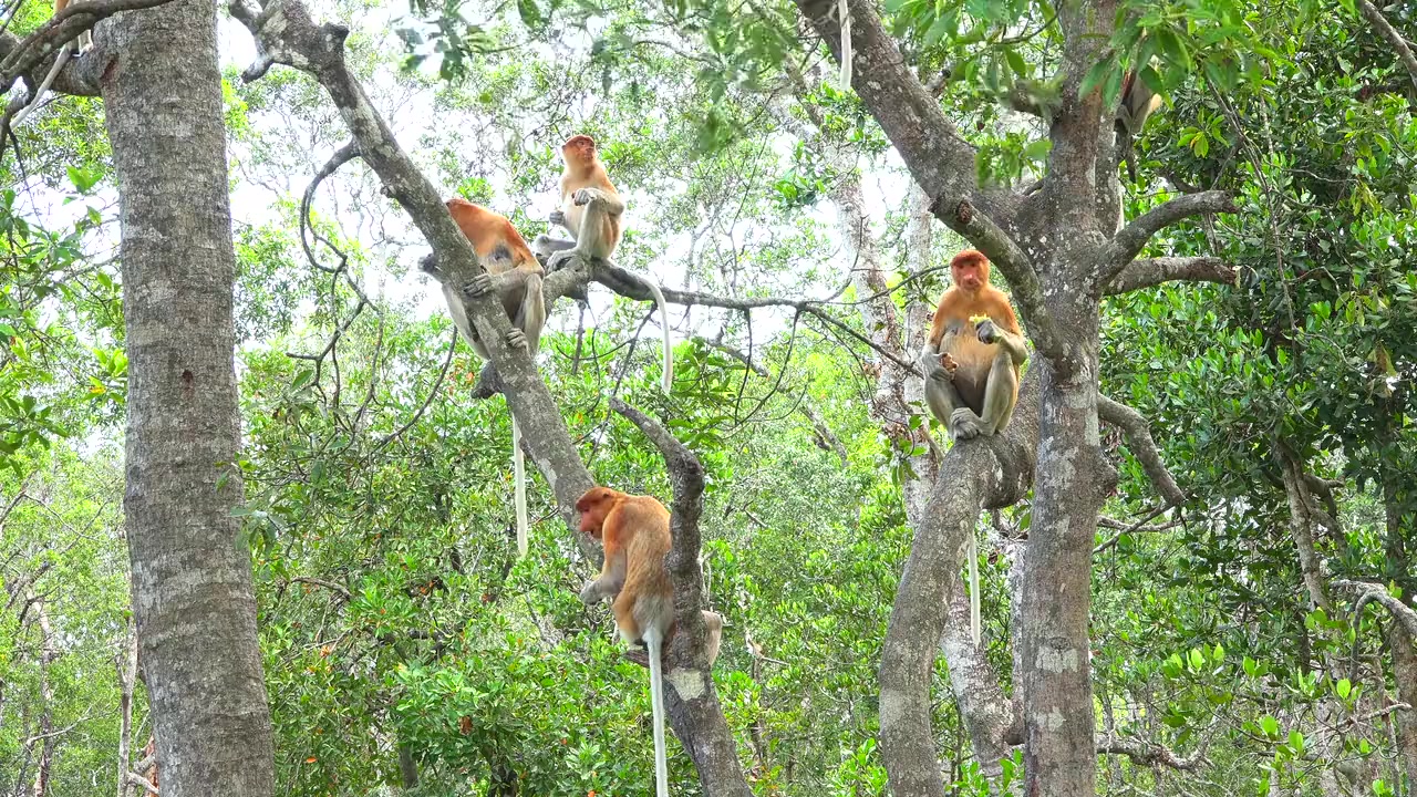 Borneo screenshot 1