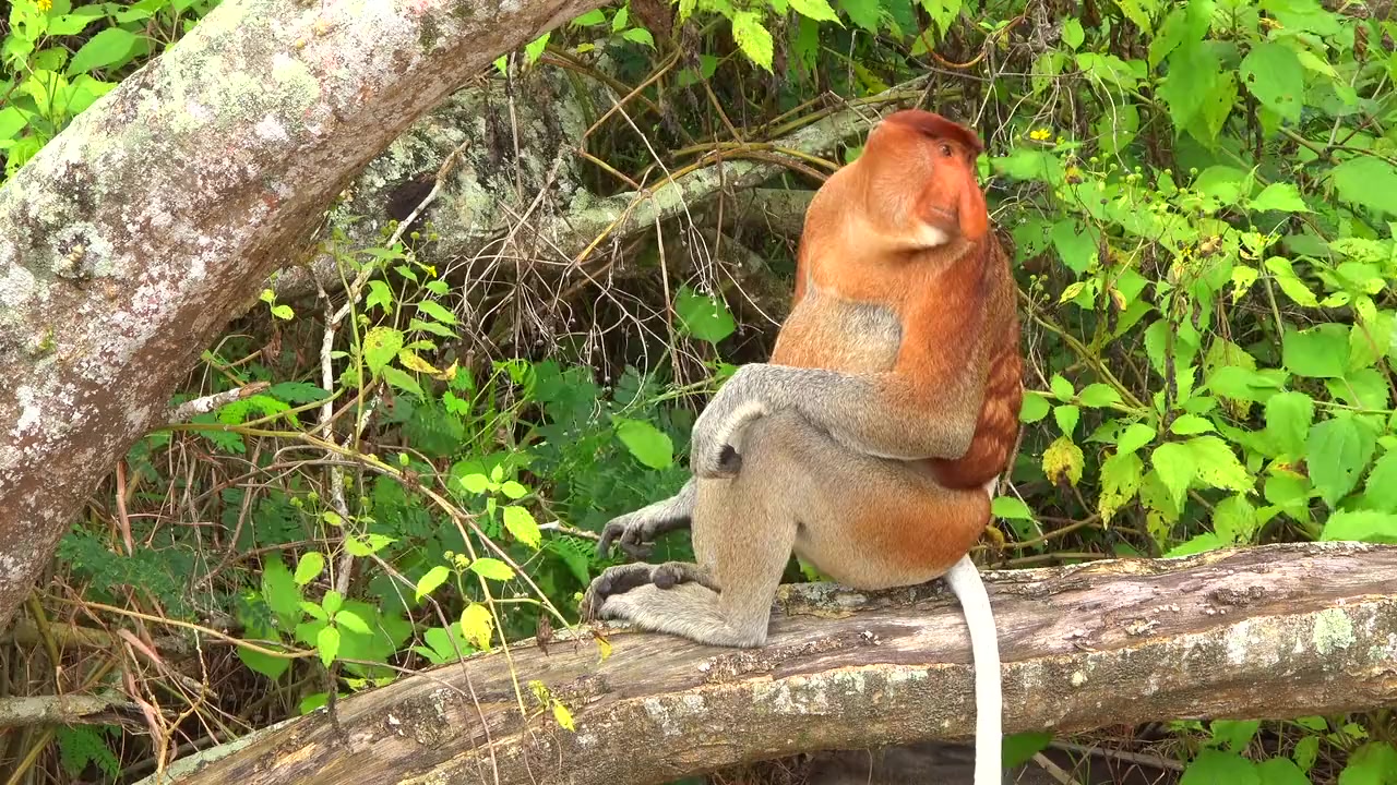 Borneo screenshot 2