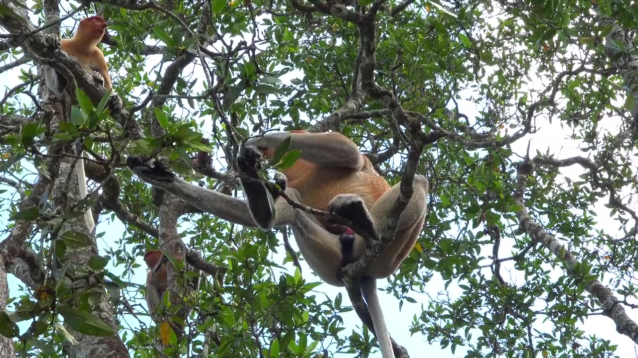 Borneo screenshot 3