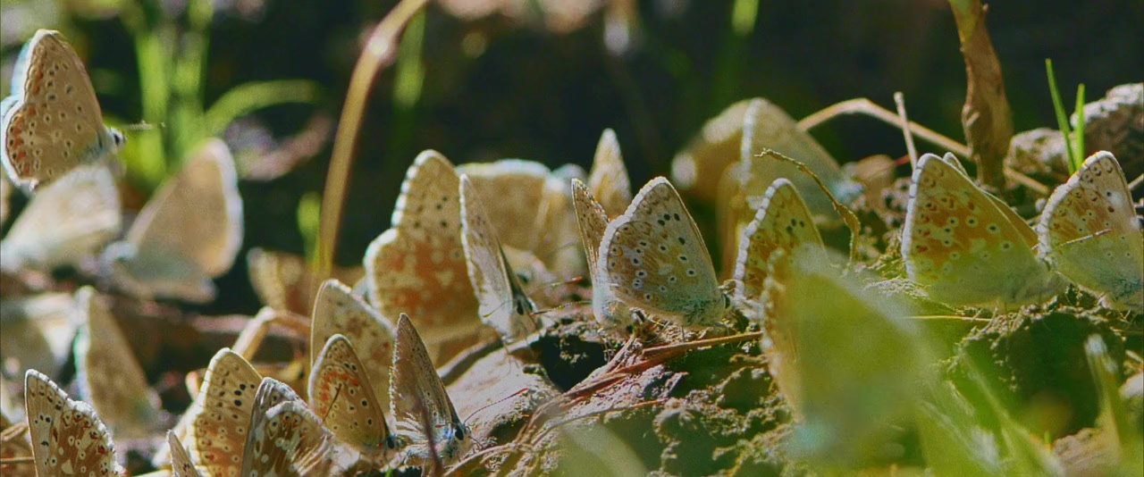 Baby screenshot 3