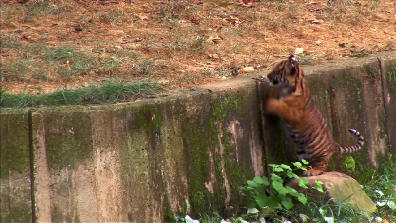 Baby New at the Zoo screenshot 1