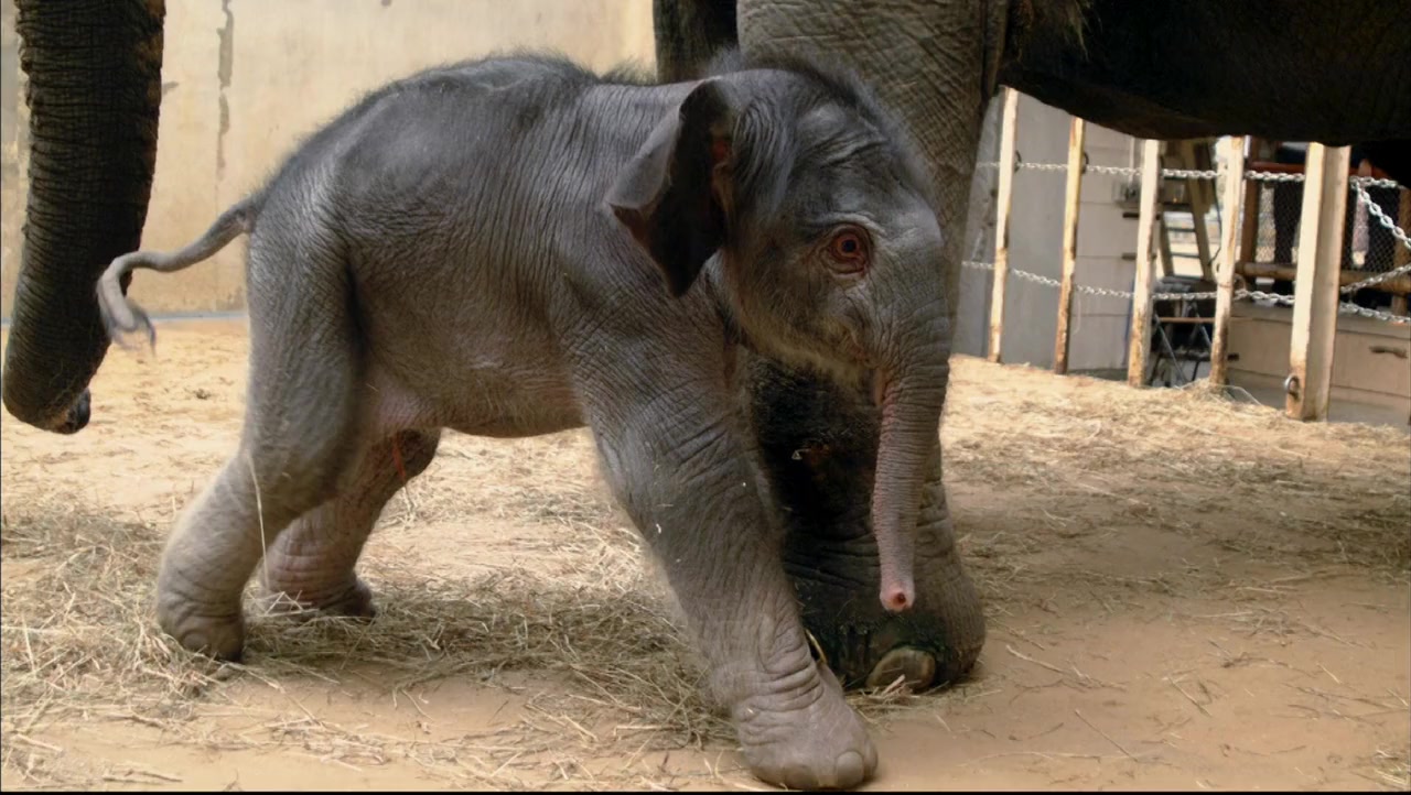 Baby New at the Zoo screenshot 2