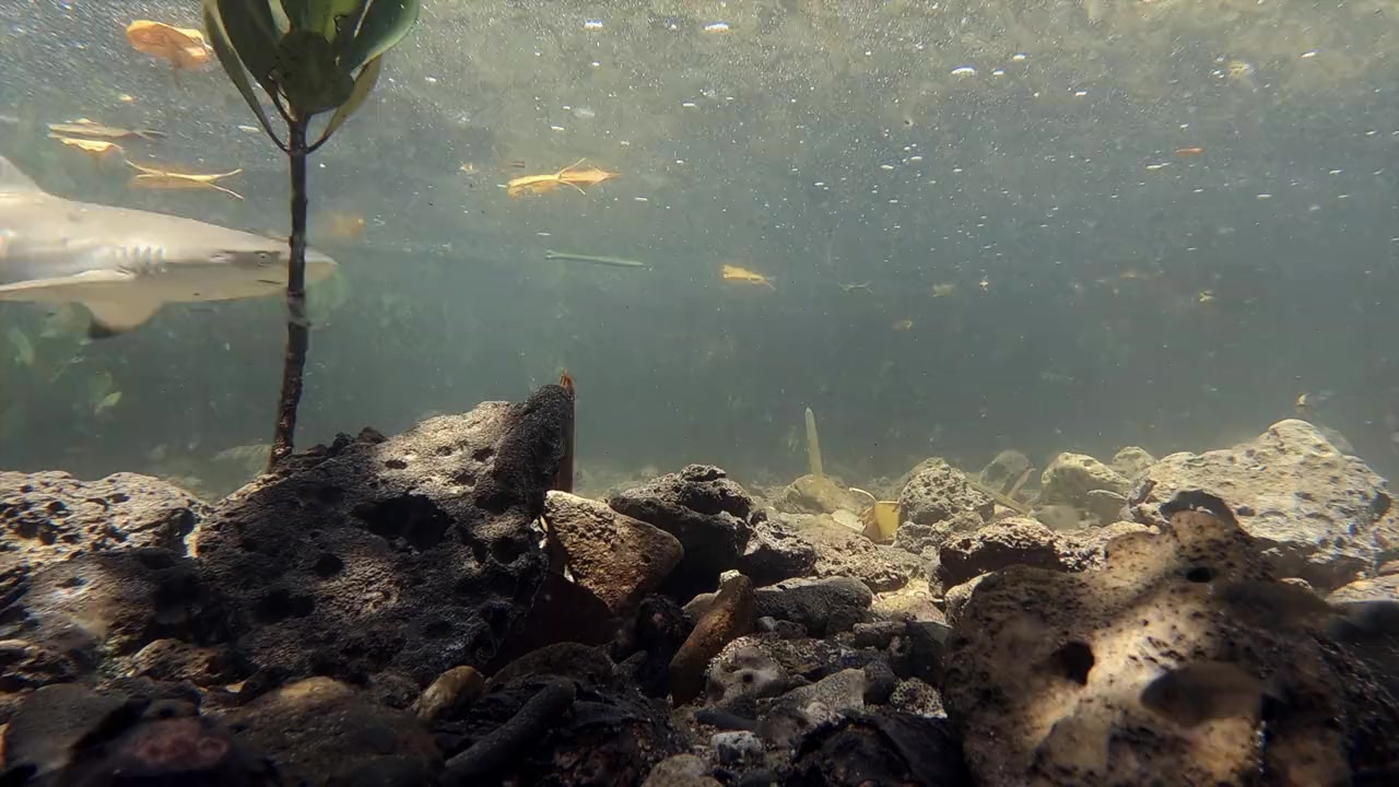 Baby Sharks screenshot 2