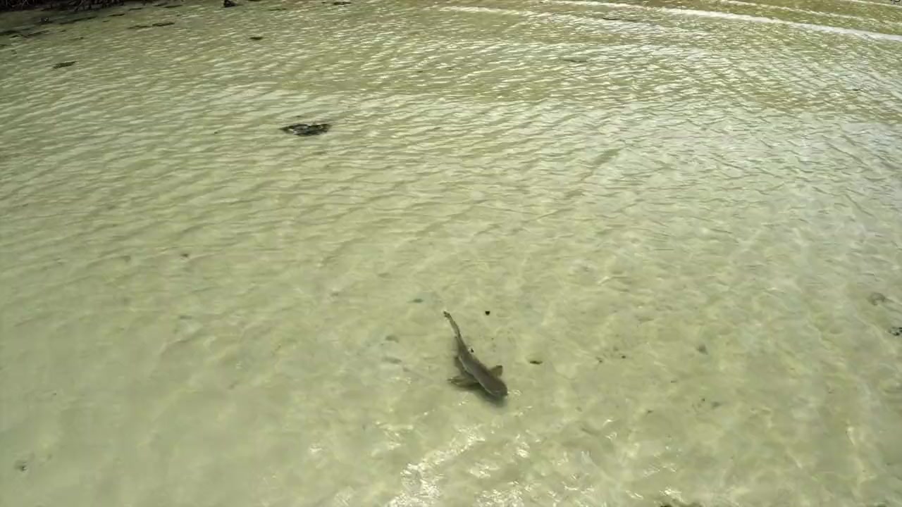 Baby Sharks screenshot 3