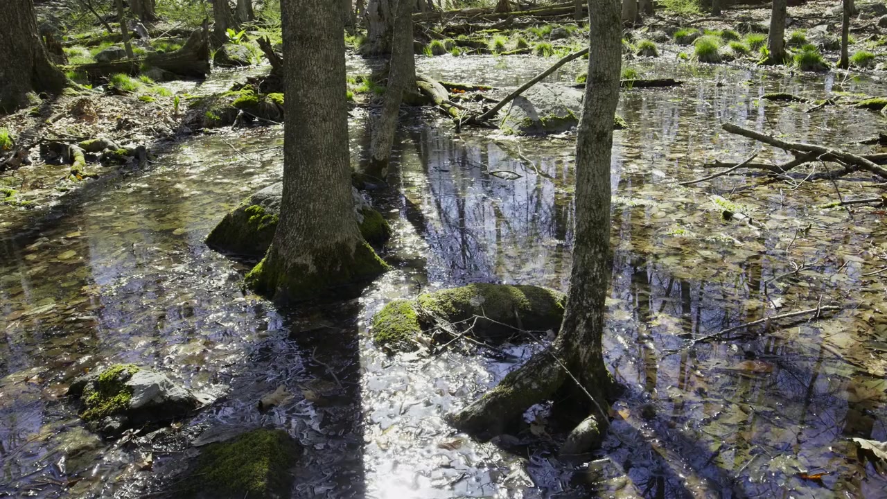 Backyard Wilderness screenshot 1