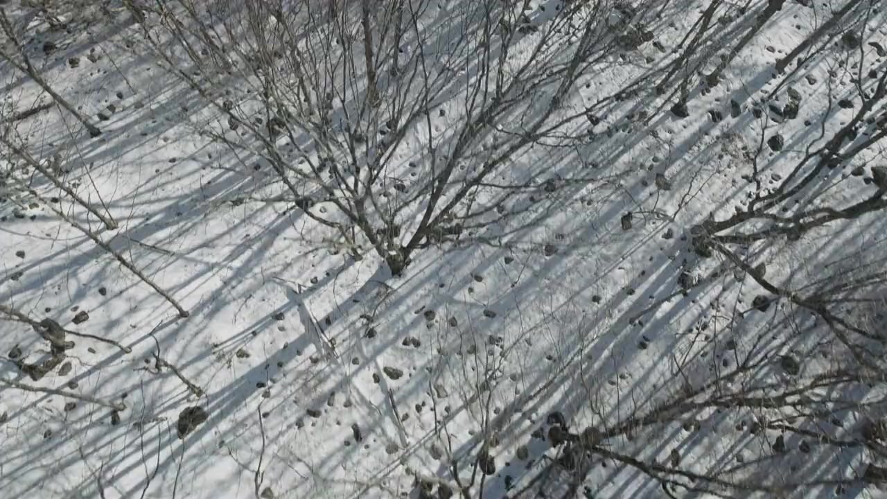 Backyard Wilderness screenshot 3