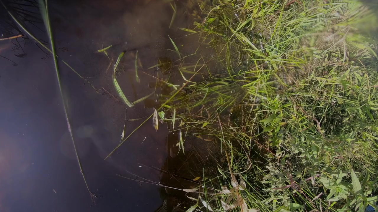 Bad CGI Gator screenshot 2