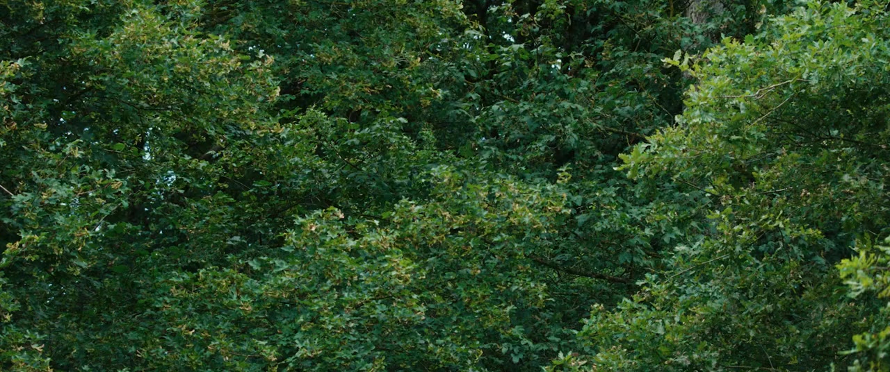 Bambi, l'histoire d'une vie dans les bois screenshot 1