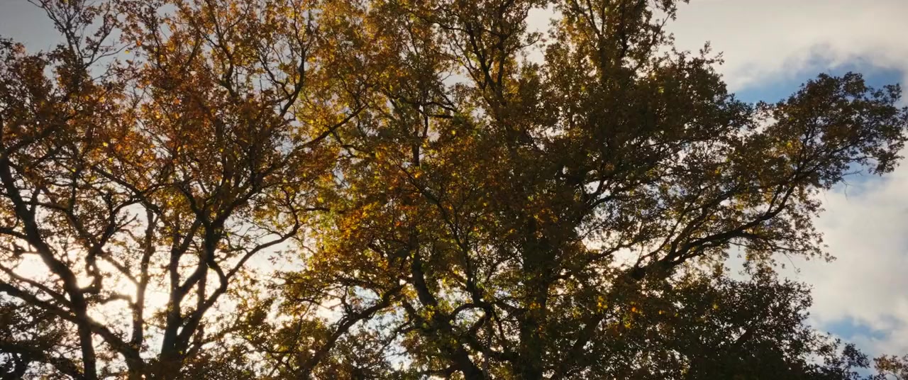 Bambi, l'histoire d'une vie dans les bois screenshot 2