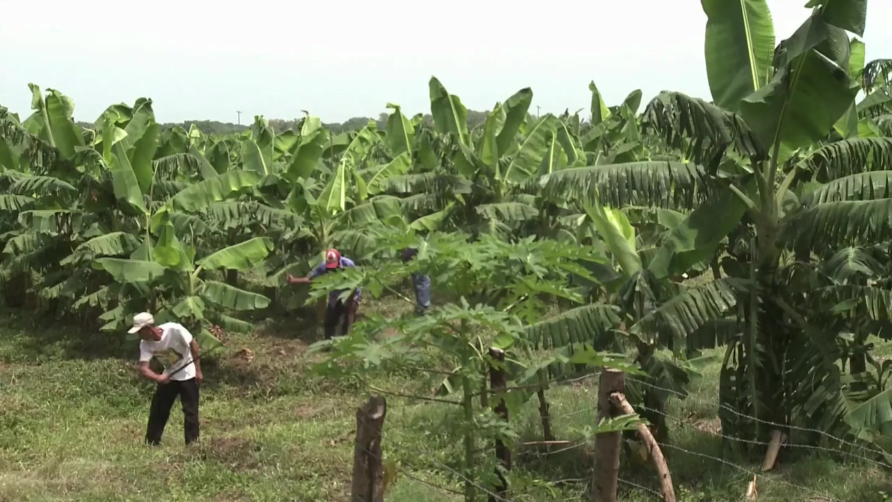 Bananas!* screenshot 1